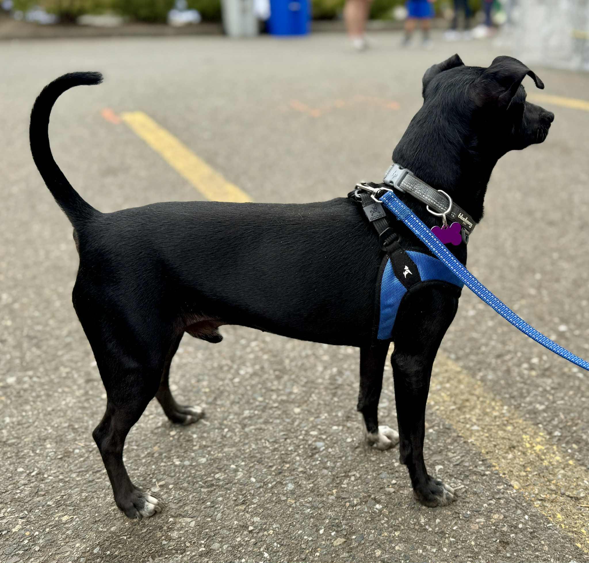 Jimbo, Adoptable, Young Male Chihuahua.