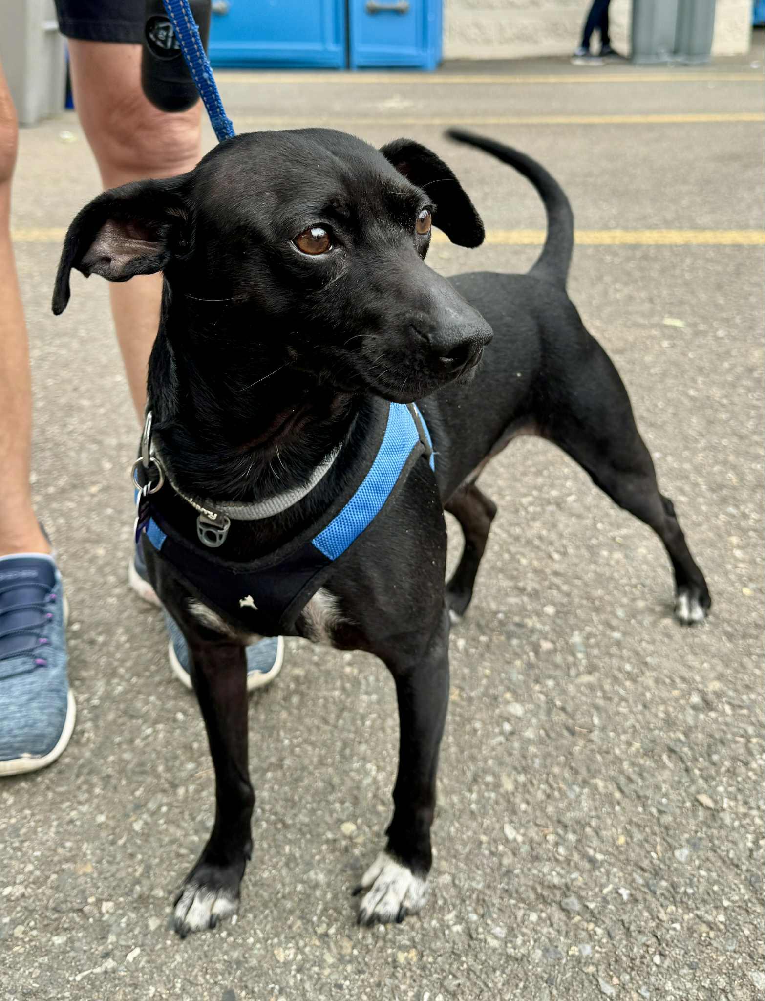 Jimbo, a Adoptable mixed breed in Covington, WA image 4/5