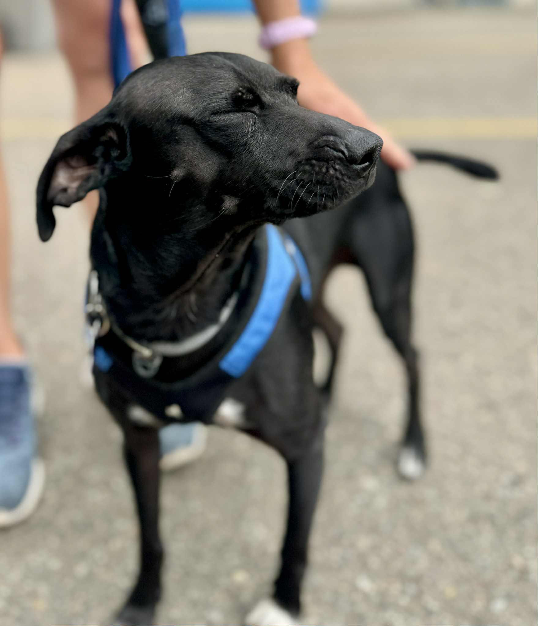 Jimbo, a Adoptable mixed breed in Covington, WA image 5/5