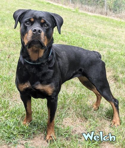 Welch, Adoptable, Adult Female Rottweiler & Mixed Breed.