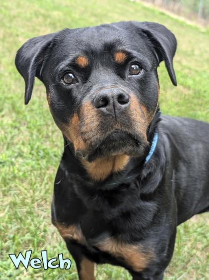 Enlarge Welch, a Adoptable mixed breed in Mason, MI image 2/2
