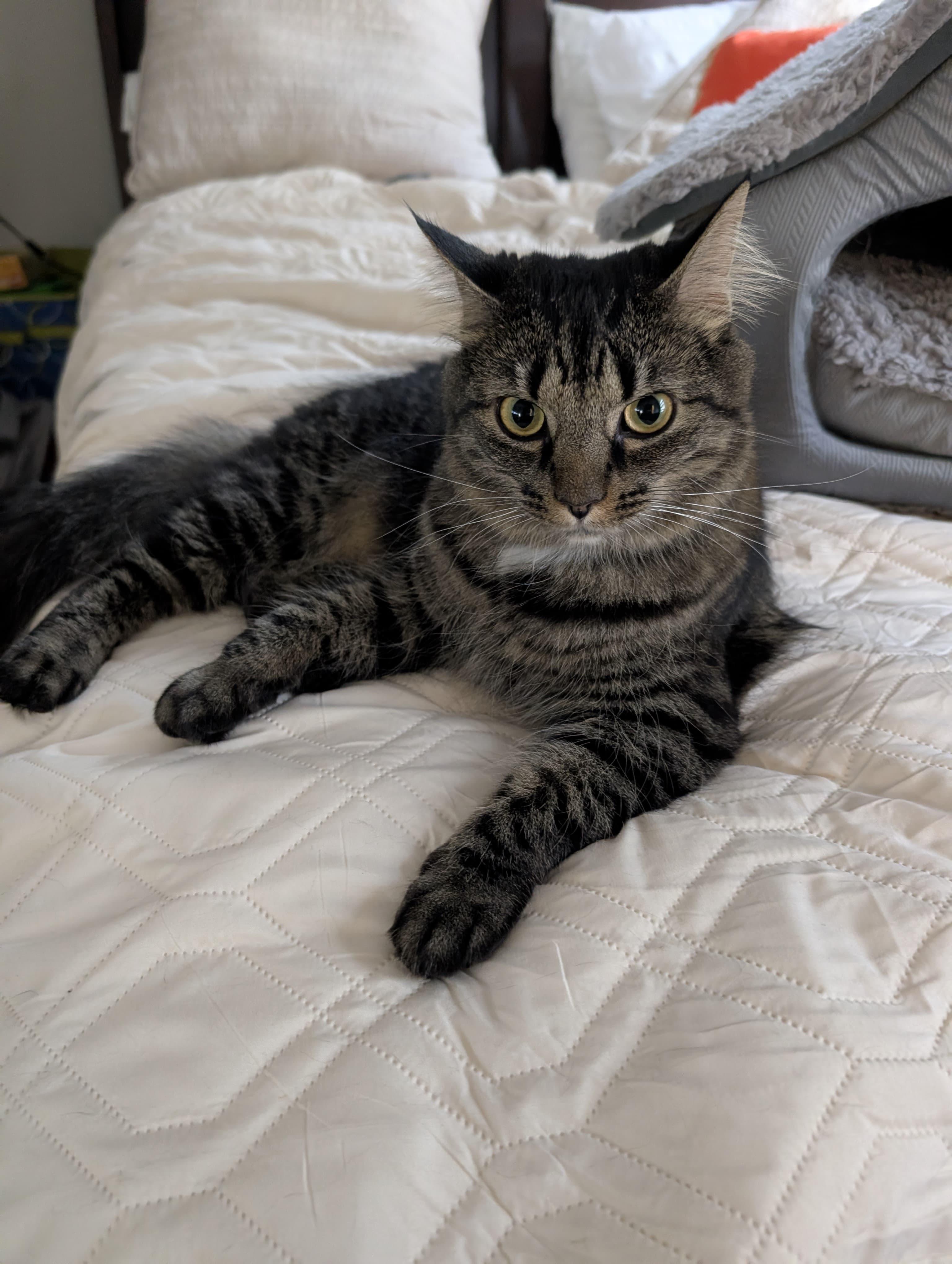 Carmela NKA Lily, Adoptable, Young Female Domestic Long Hair & Tabby.