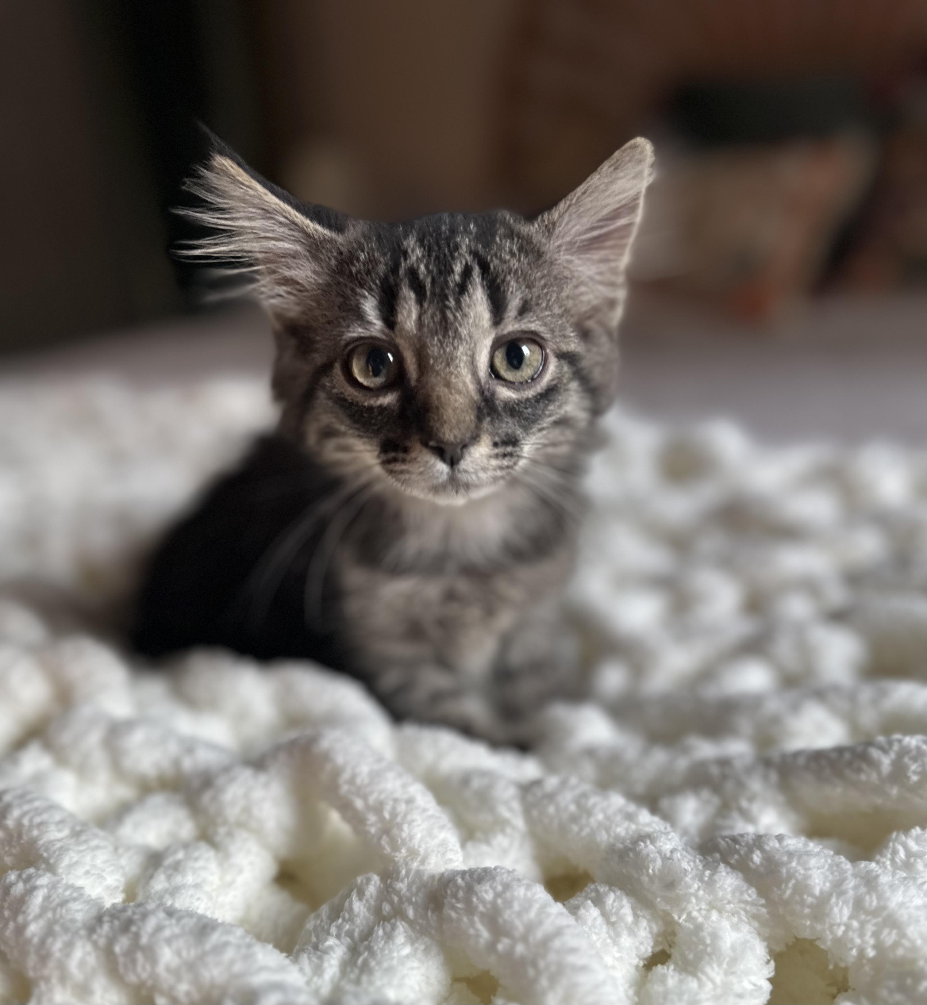 Carmela NKA Lily, a Adoptable mixed breed in Charlotte, NC image 2/2