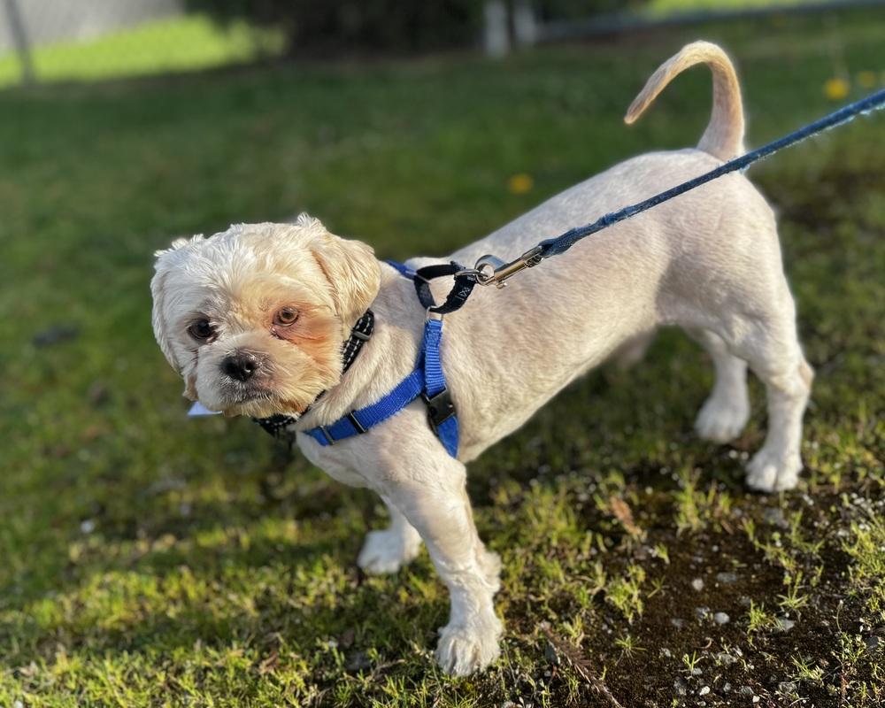 Christopher, Adoptable, Young Male Shih Tzu.