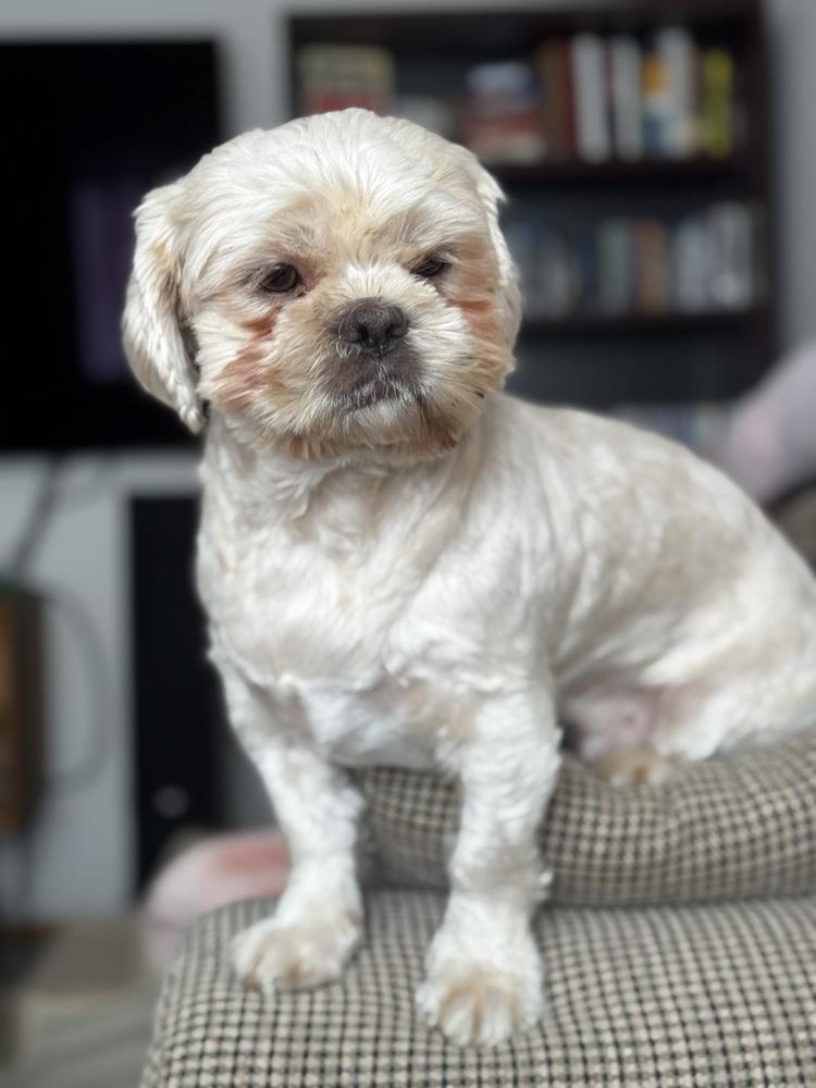 Enlarge Christopher, a Adoptable mixed breed in Portland, OR image 2/6