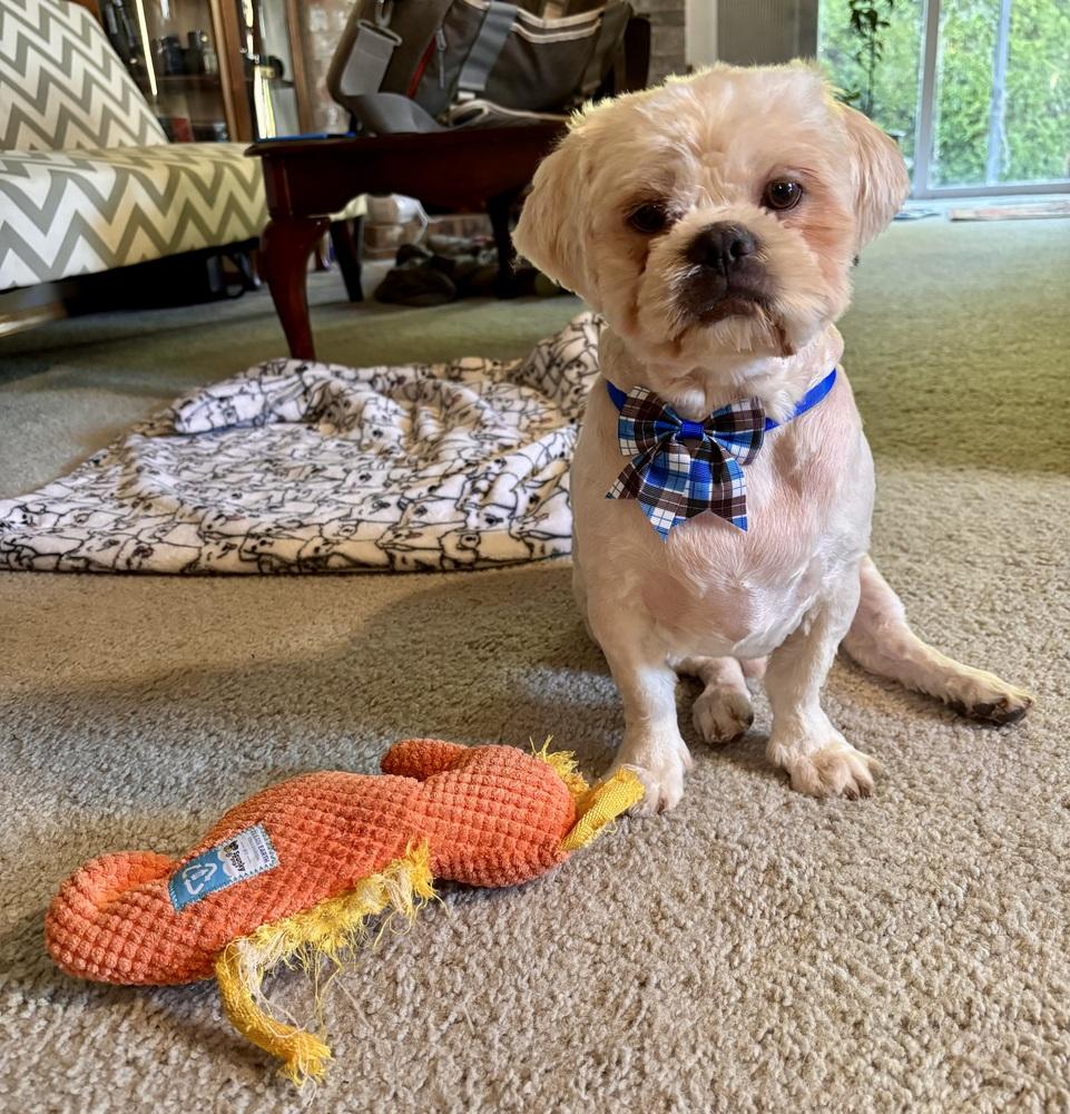 Enlarge Christopher, a Adoptable mixed breed in Portland, OR image 3/6