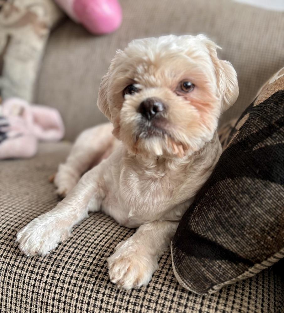 Enlarge Christopher, a Adoptable mixed breed in Portland, OR image 4/6