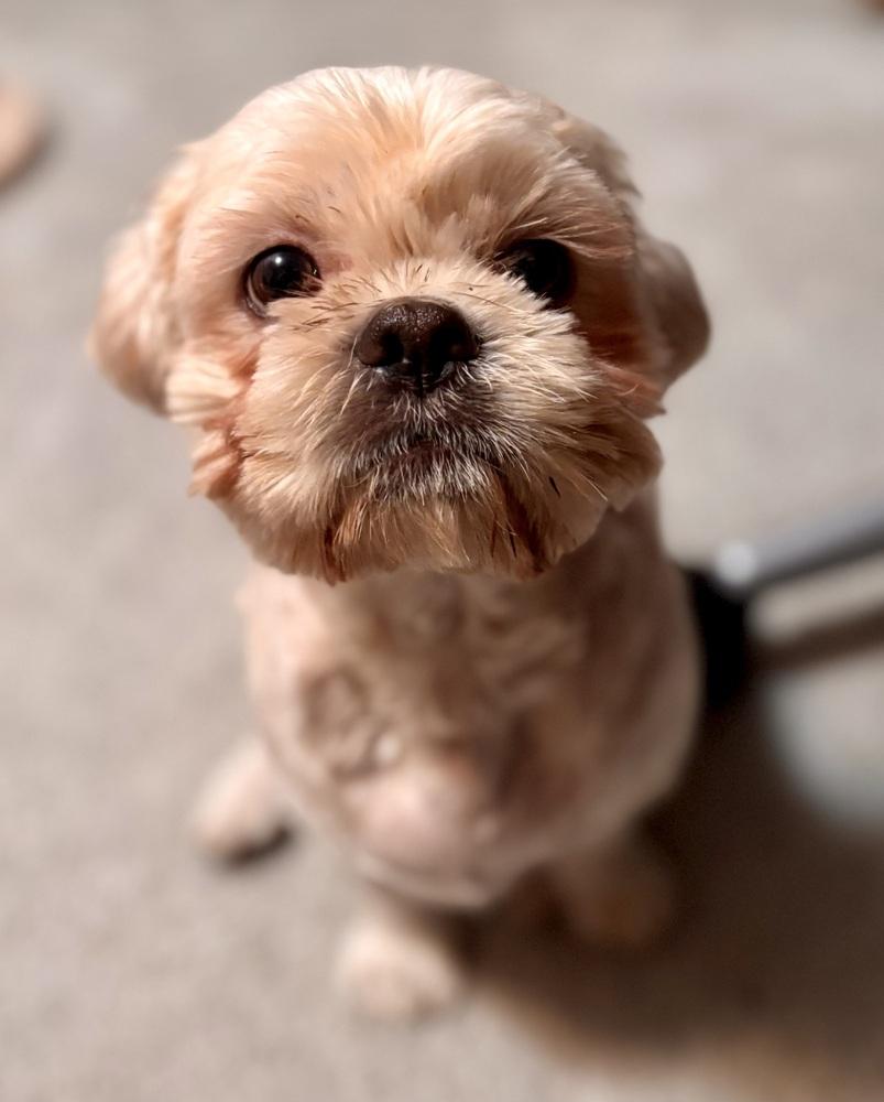 Enlarge Christopher, a Adoptable mixed breed in Portland, OR image 5/6