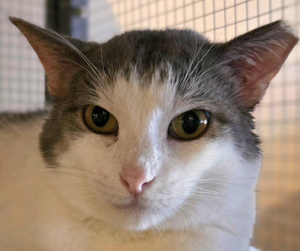 Robert, Adoptable, Adult Female Domestic Short Hair.