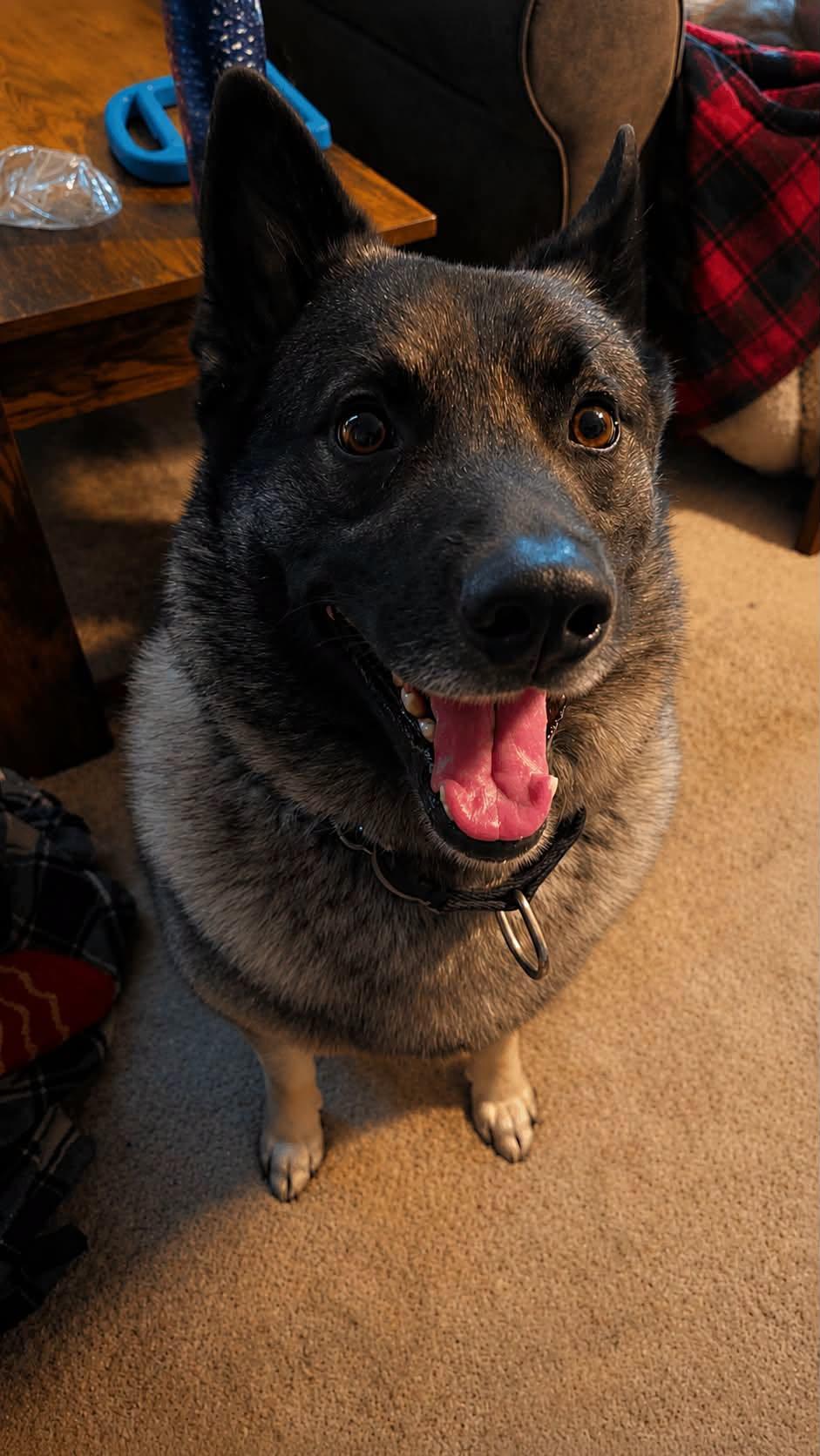 Enlarge Zaka, a ADOPTABLE Norwegian Elkhound in Philadelphia, PA image 1/2