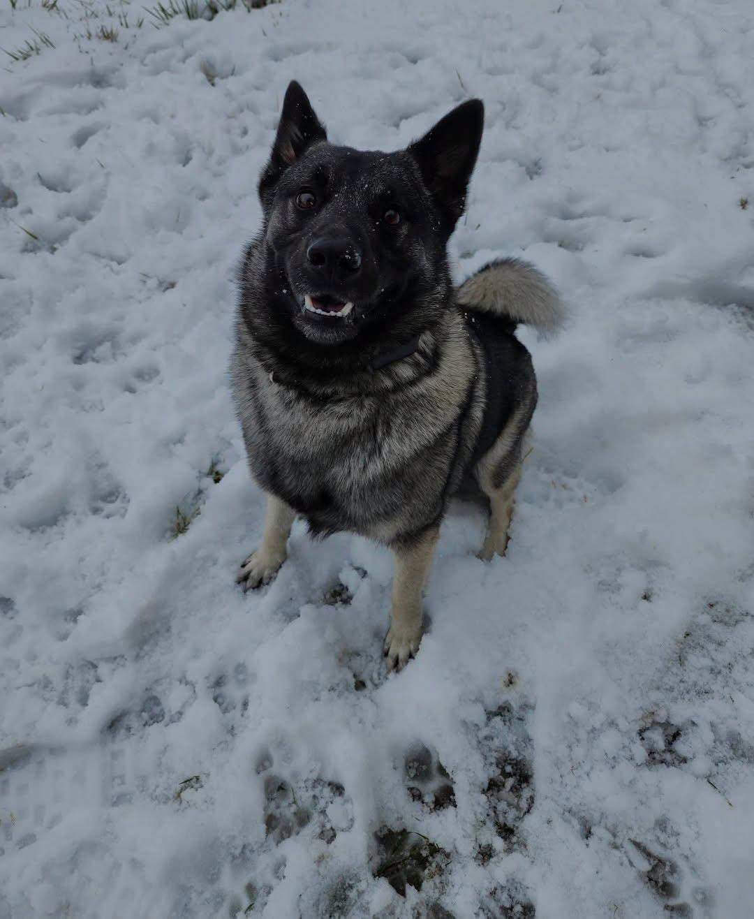 Enlarge Zaka, a ADOPTABLE Norwegian Elkhound in Philadelphia, PA image 2/2