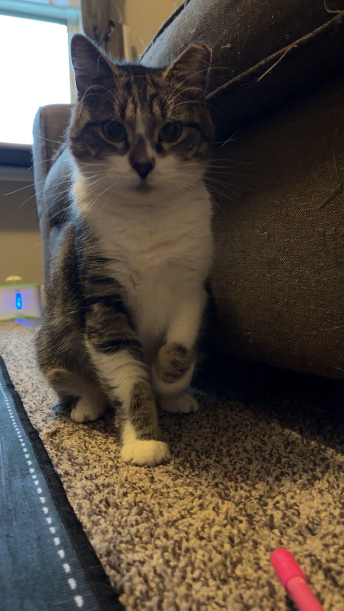 Loaded Baked Potato, Adoptable, Young Female Domestic Short Hair.