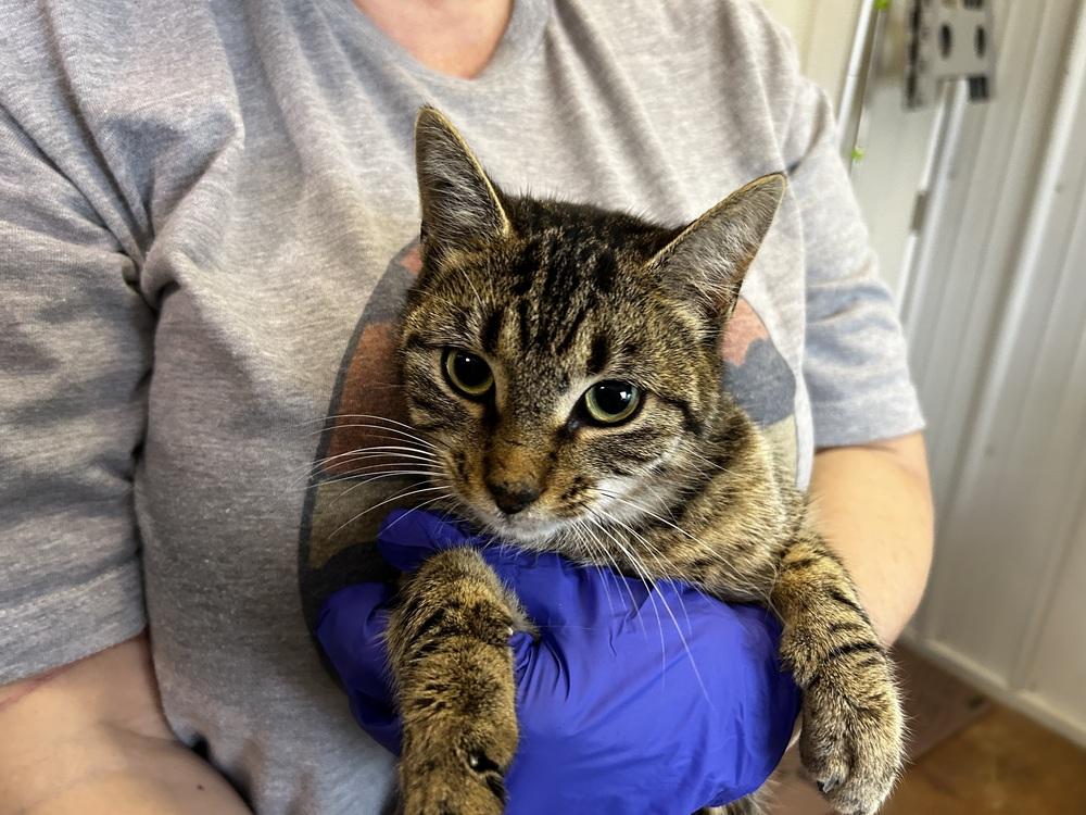 Enlarge Penny, a Adoptable Domestic Short Hair in Telford, PA image 1/1