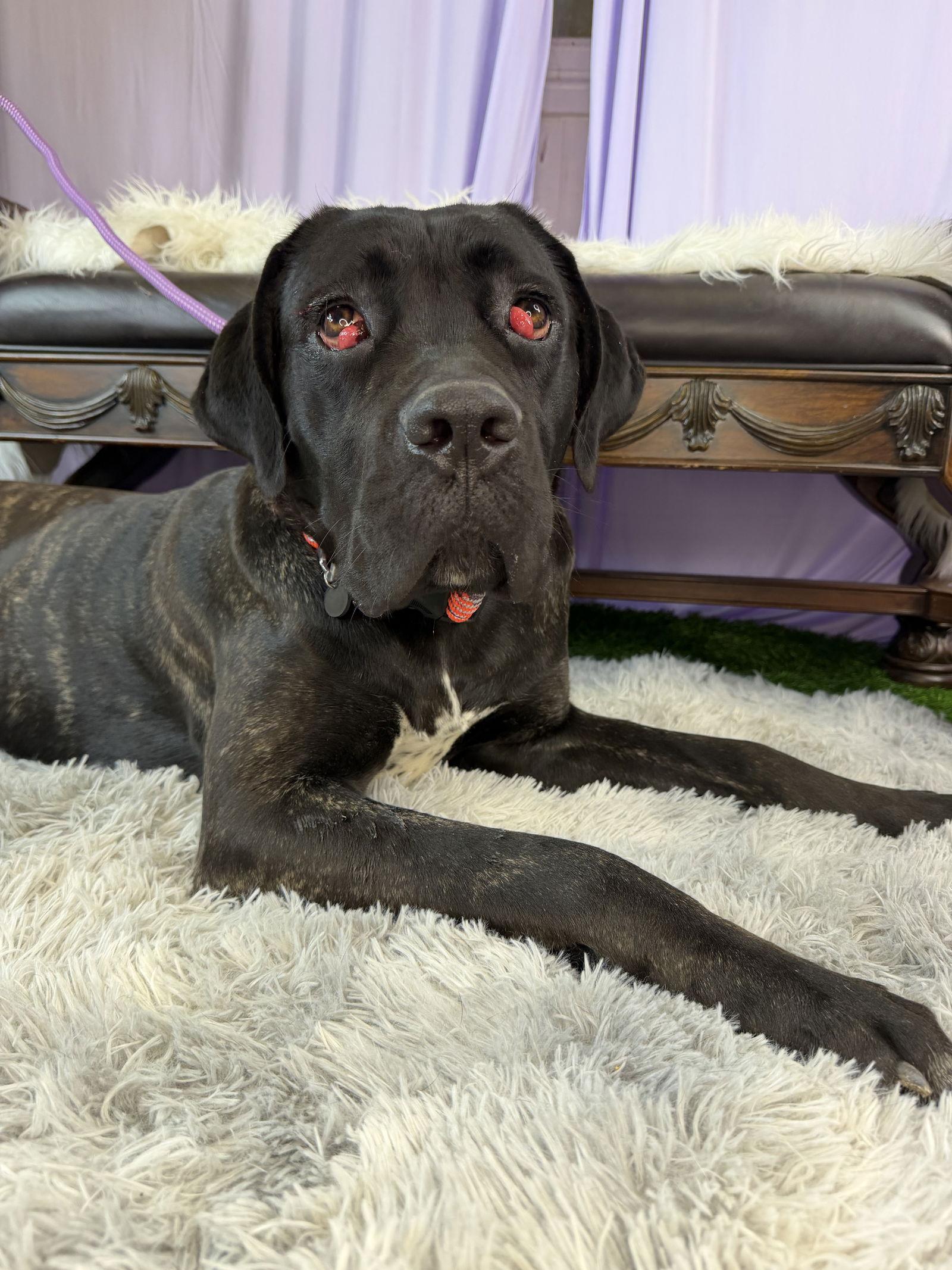 TOODLES, Adoptable, Young Female Cane Corso.