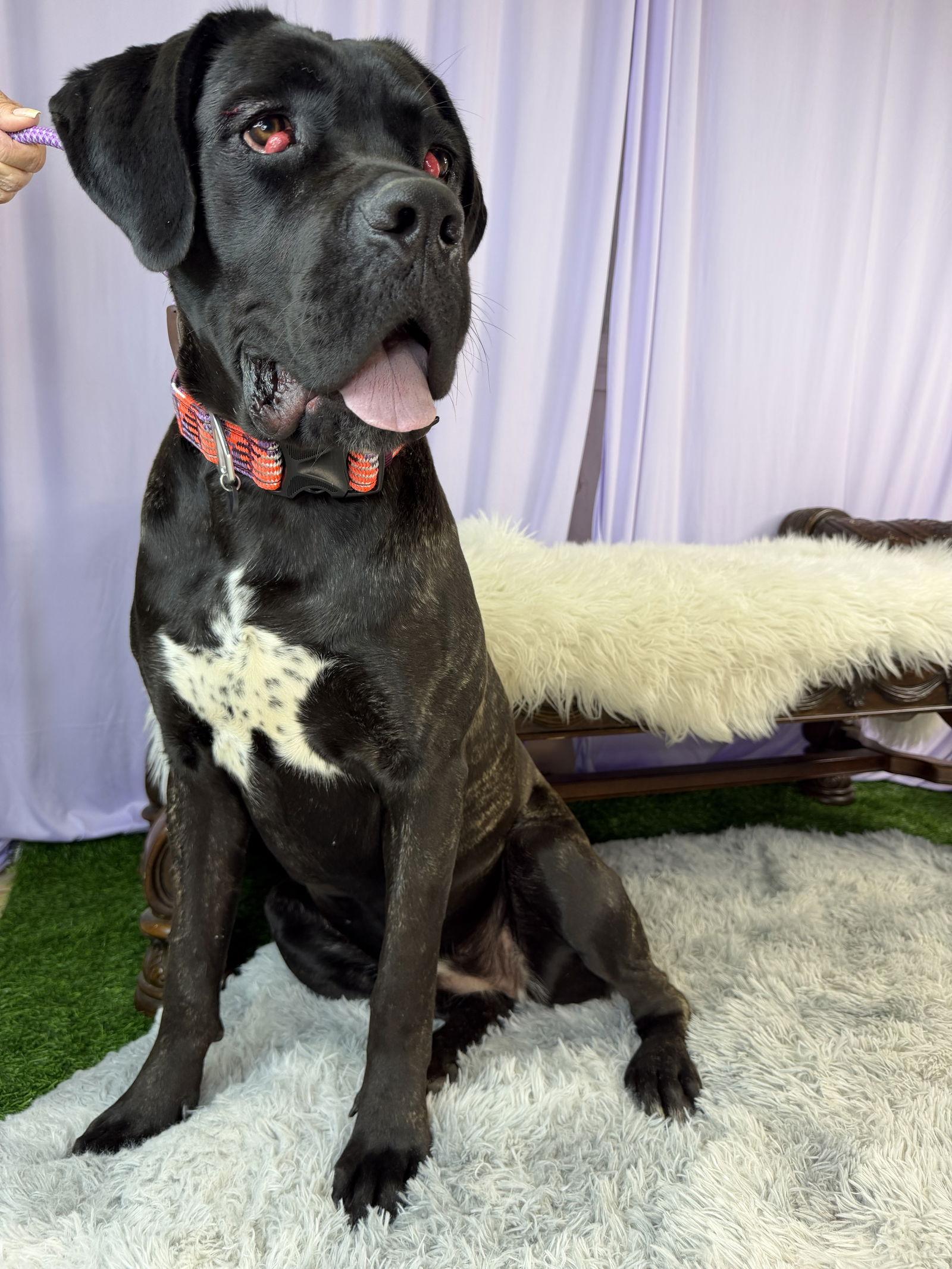 Enlarge TOODLES, a Adoptable Cane Corso in Glendale, AZ image 2/2