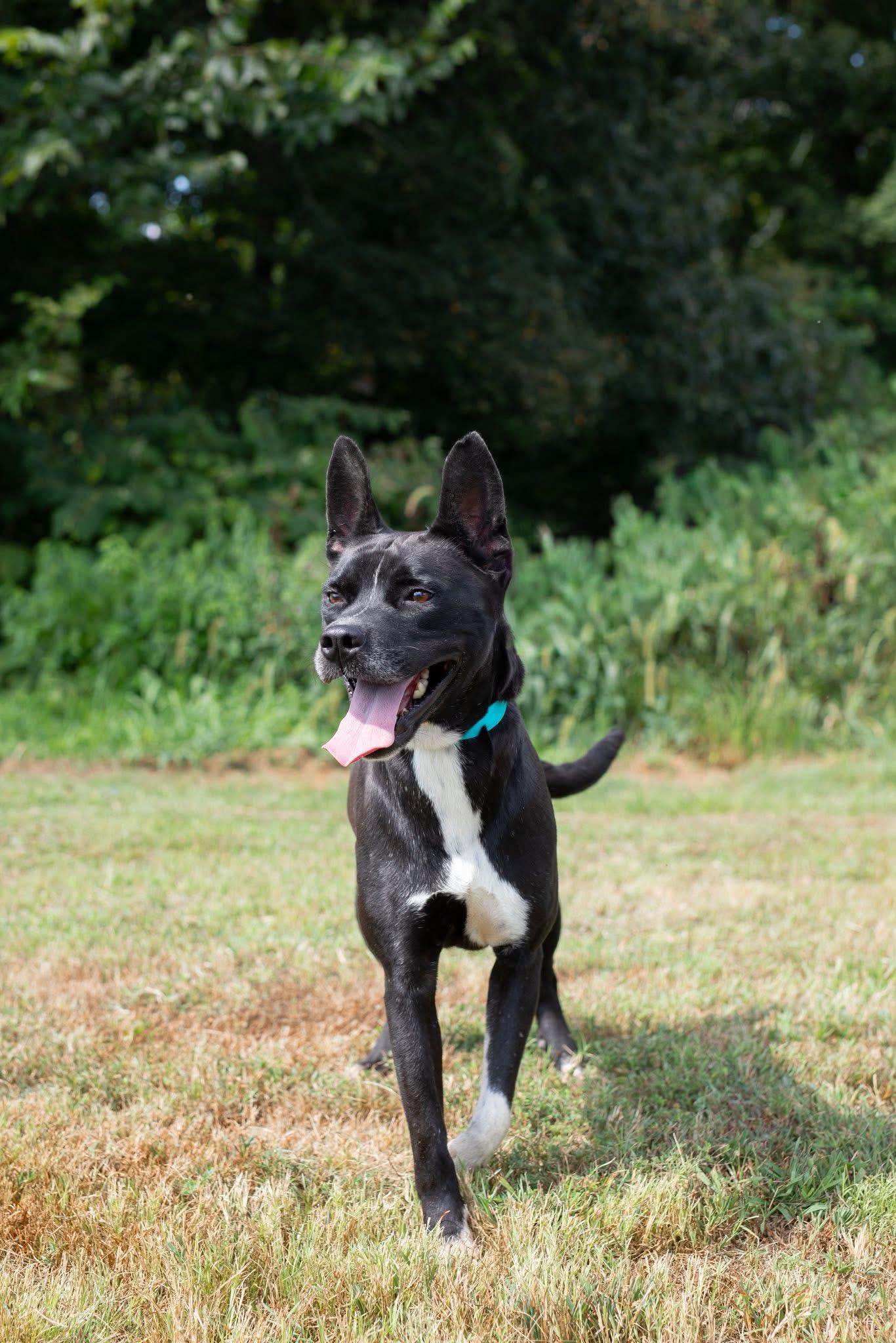 Dolly, Adoptable, Adult Female Pit Bull Terrier.