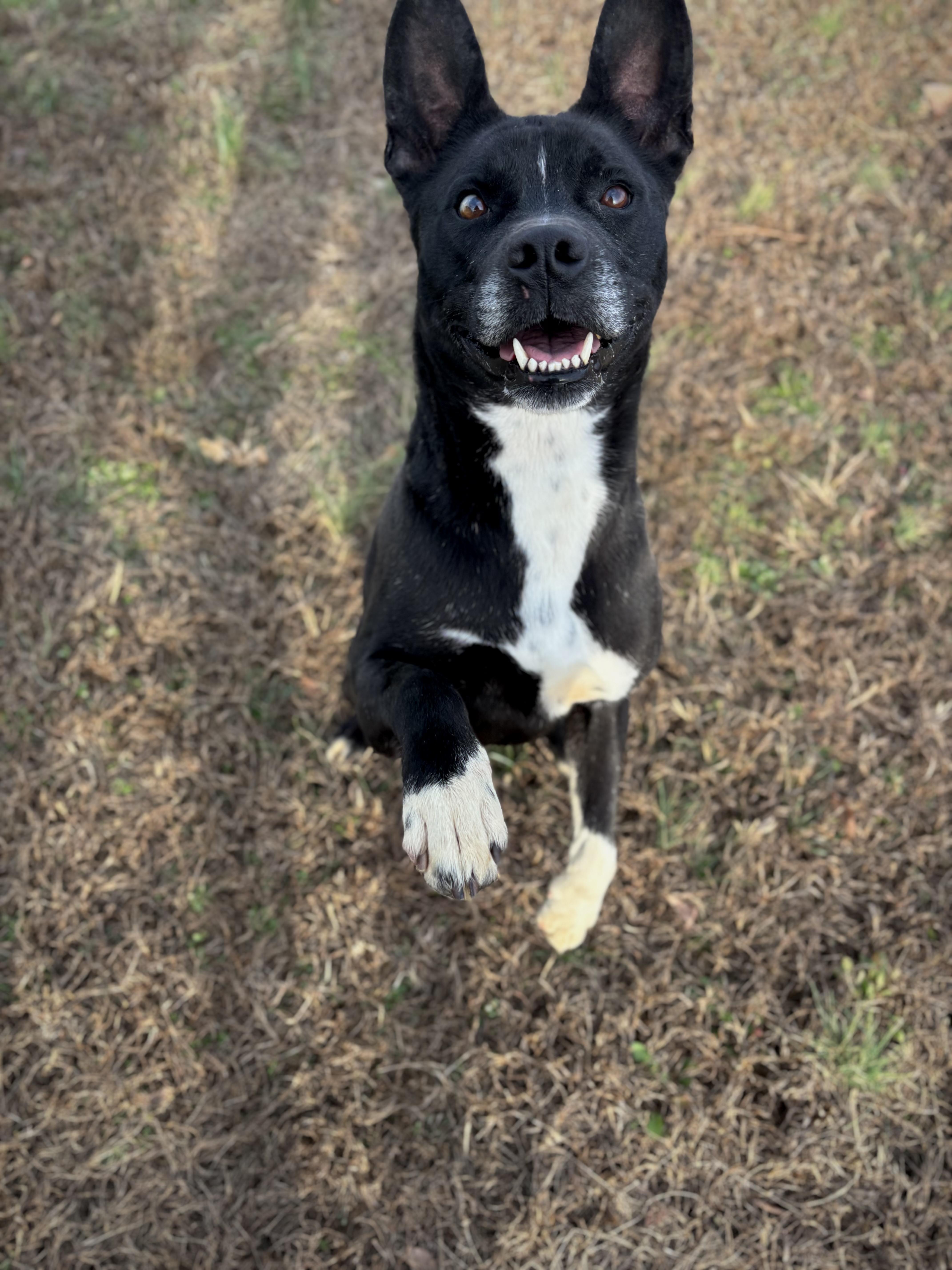 Enlarge Dolly, a Adoptable mixed breed in Dixon, KY image 4/6