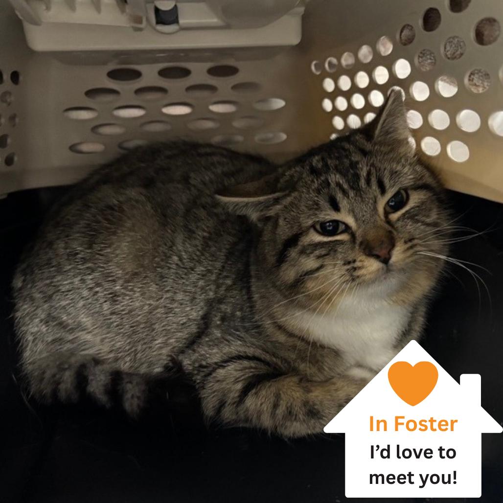 Cozy, a Adoptable Domestic Short Hair in Salt Lake City, UT image 1/2