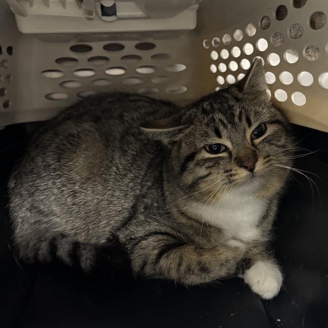 Cozy, a Adoptable Domestic Short Hair in Salt Lake City, UT image 2/2