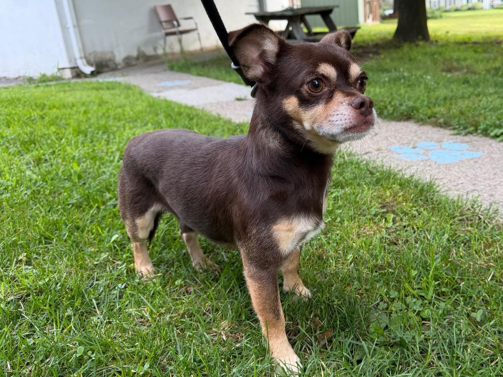 Enlarge Diego, a Adoptable Chihuahua in Port Jervis, NY image 1/2