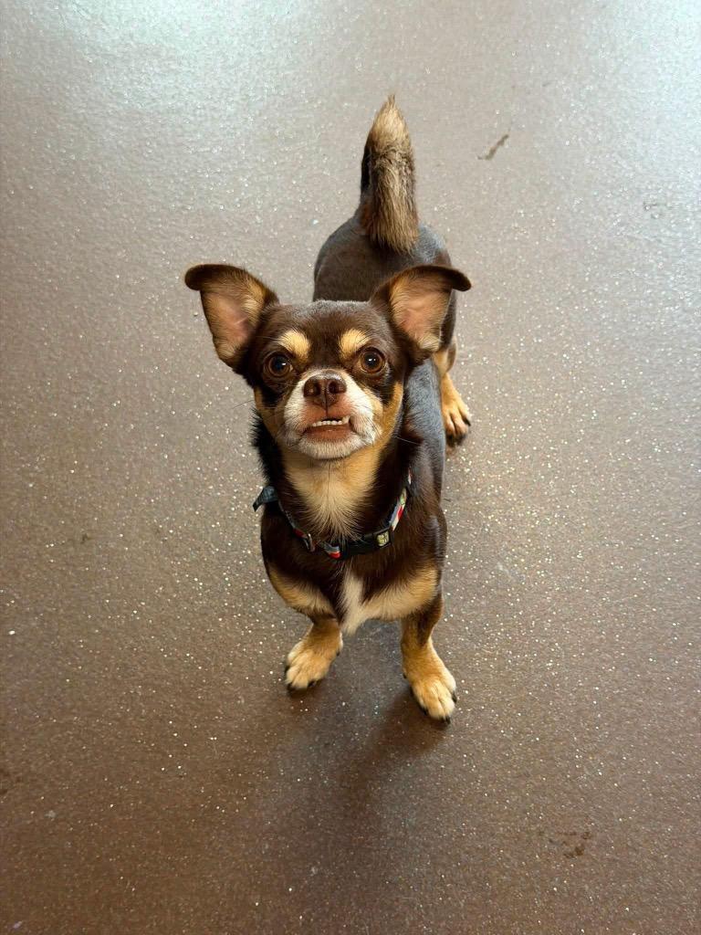 Enlarge Diego, a Adoptable Chihuahua in Port Jervis, NY image 2/4