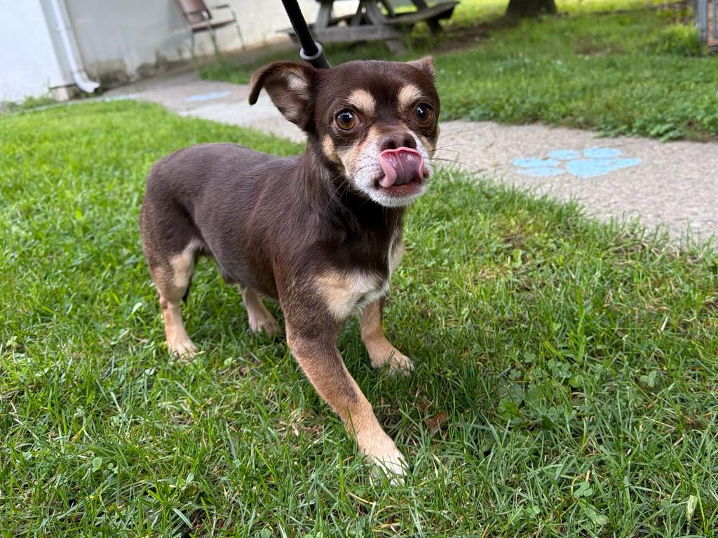 Enlarge Diego, a Adoptable Chihuahua in Port Jervis, NY image 2/2