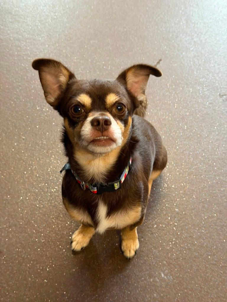 Enlarge Diego, a Adoptable Chihuahua in Port Jervis, NY image 4/4