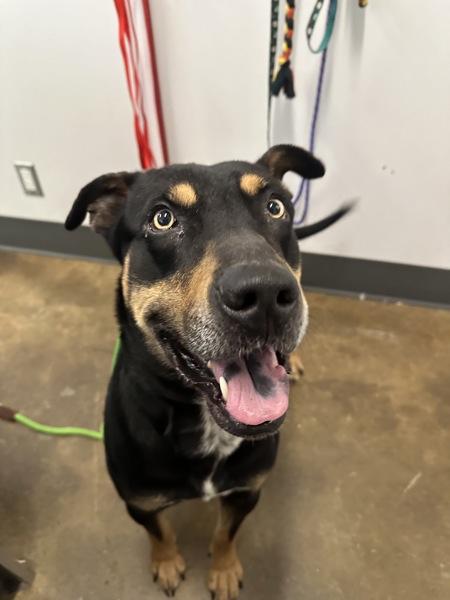 Pongo, Adoptable, Adult Male Rottweiler.