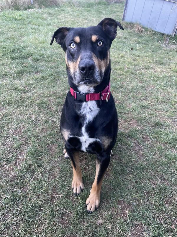 Enlarge Pongo, a Adoptable mixed breed in Nanaimo, BC image 2/3