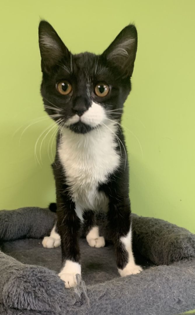 Savannah, a found Domestic Short Hair in Normal, IL_image-1