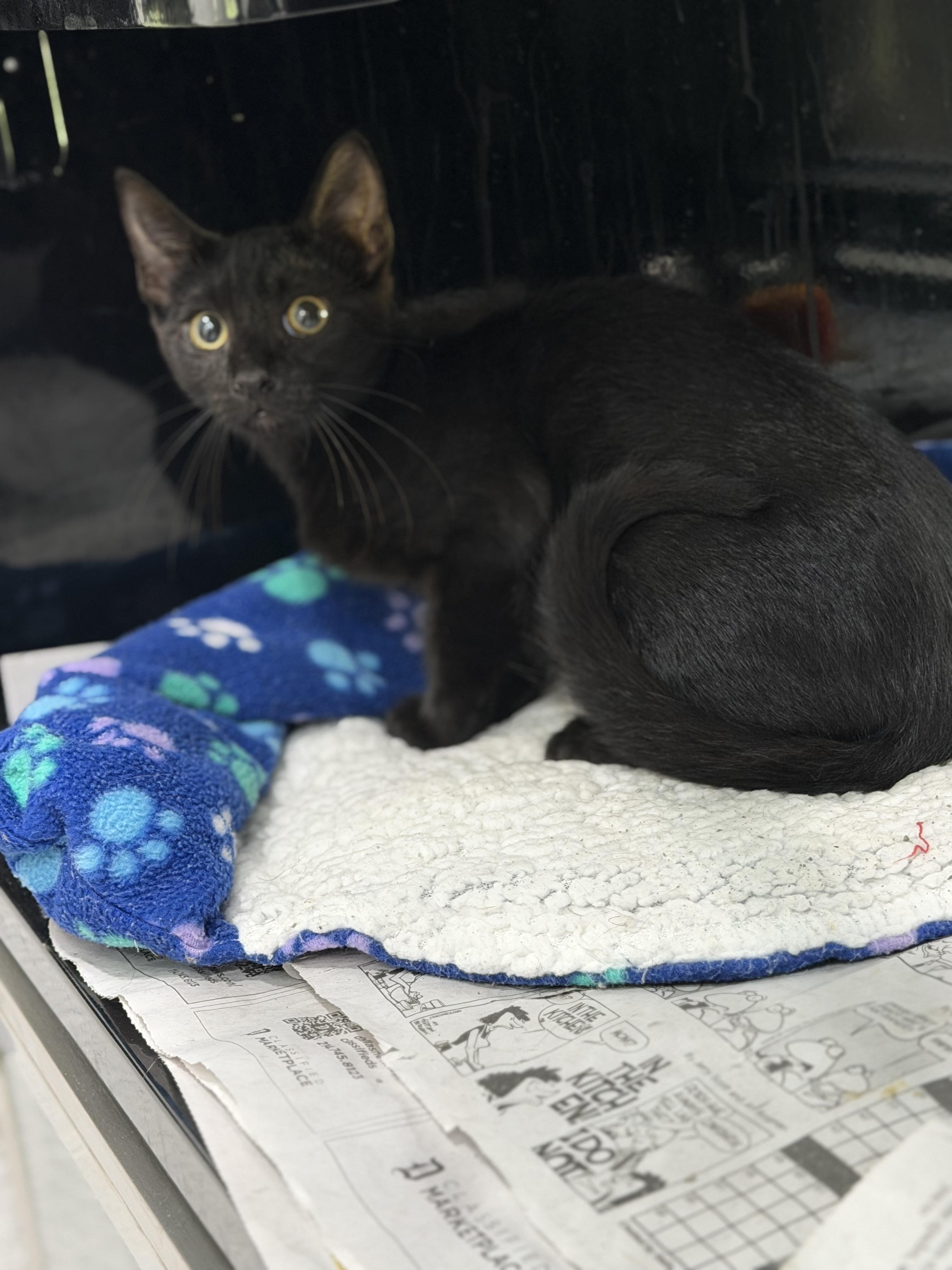 Zylonna, ADOPTABLE, Adult Female Domestic Short Hair.