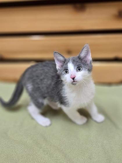 Jessie, a Adoptable mixed breed in Woodstock, IL image 1/4