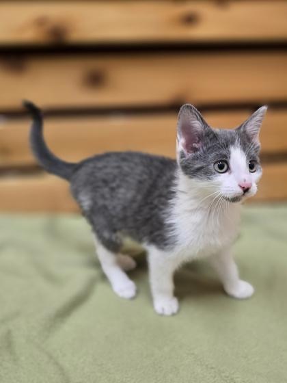 Jessie, a Adoptable mixed breed in Woodstock, IL image 2/4