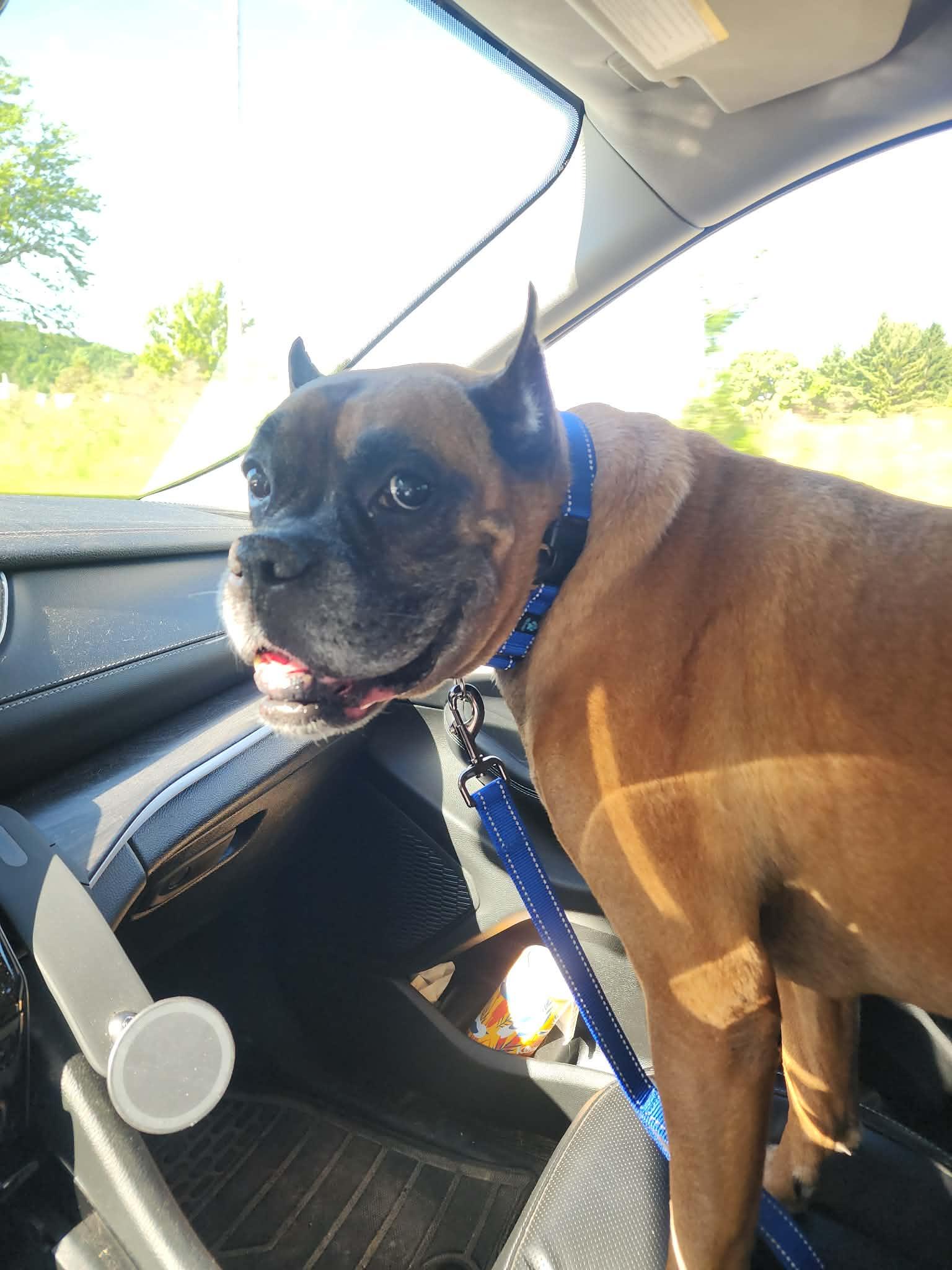 Gordon, a Adoptable Boxer in Owatonna, MN image 1/3