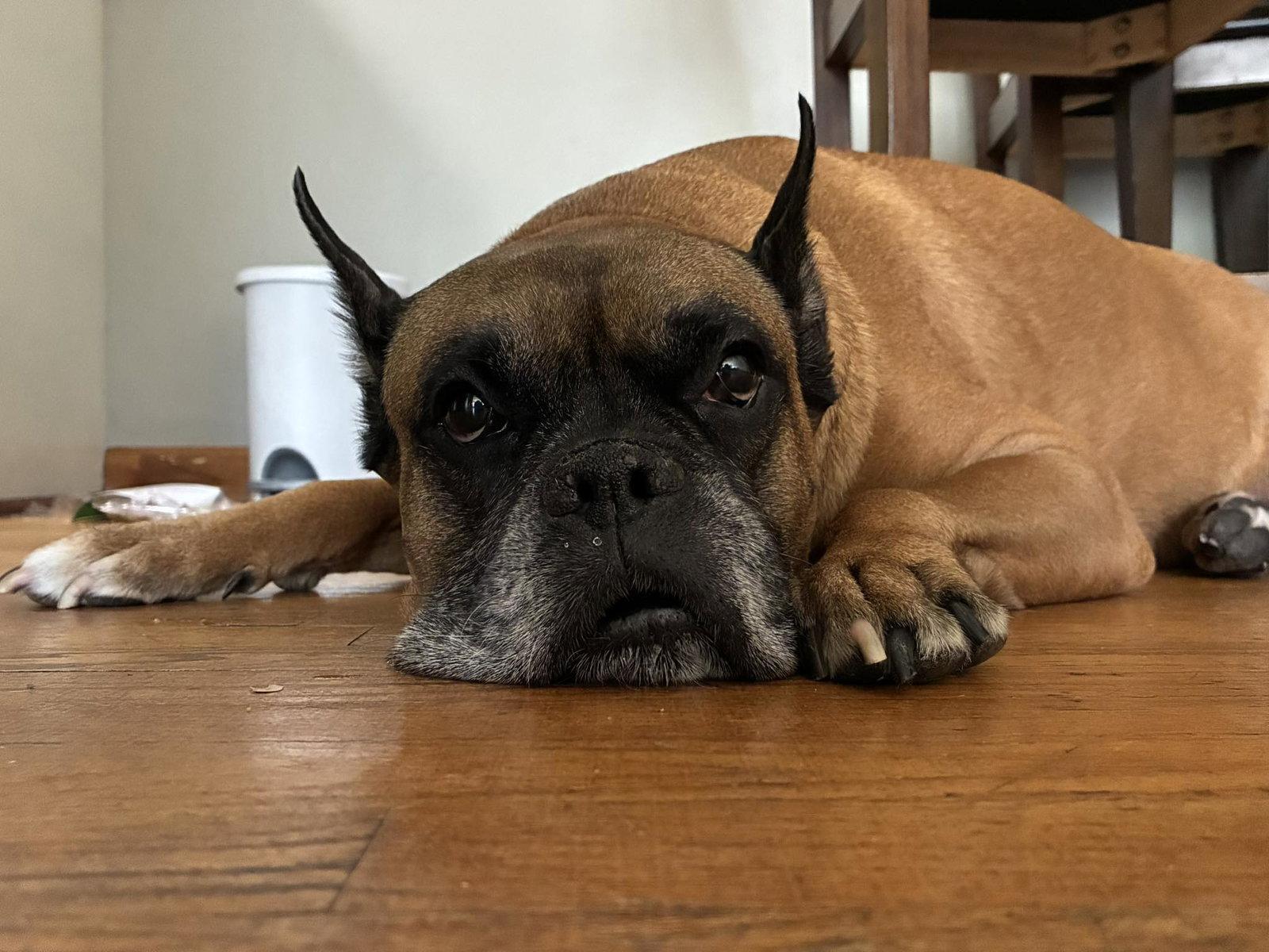 Gordon, a Adoptable Boxer in Owatonna, MN image 2/3