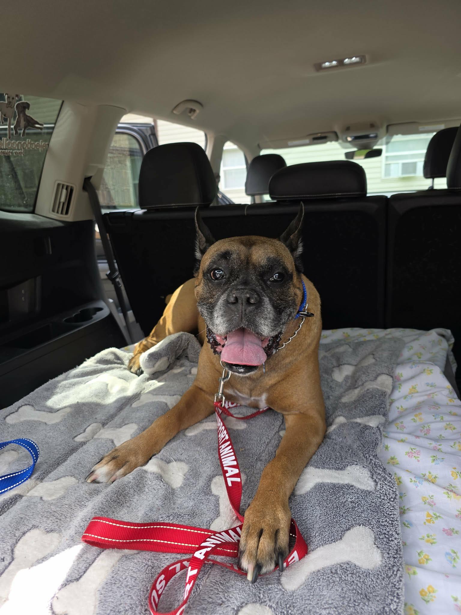 Gordon, a Adoptable Boxer in Owatonna, MN image 3/3