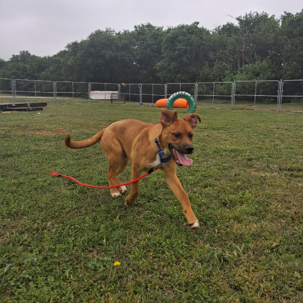 Harrison, Adoptable, Young Male Mixed Breed.