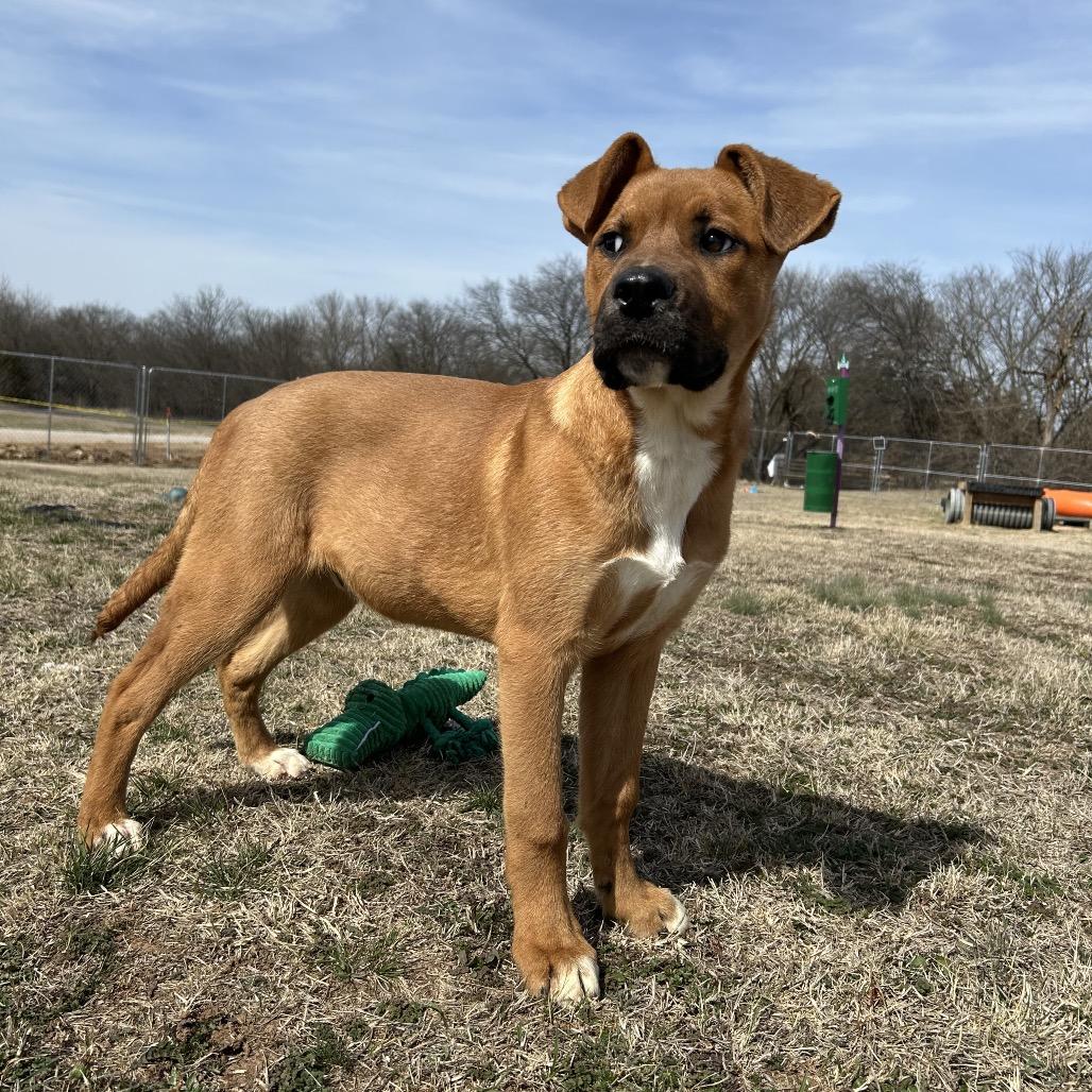 Enlarge Harrison, a Adoptable Mixed Breed in Pauls Valley, OK image 1/4