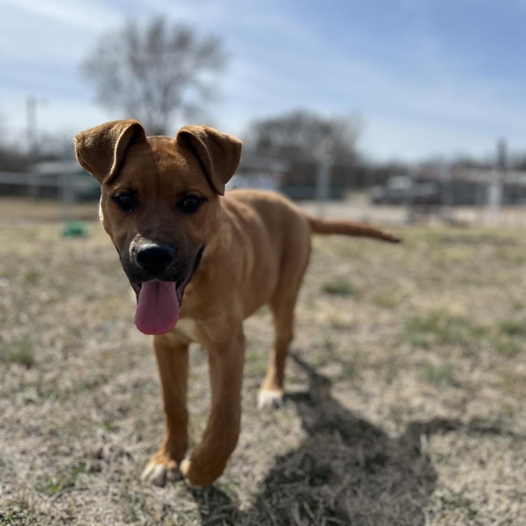 Enlarge Harrison, a Adoptable Mixed Breed in Pauls Valley, OK image 2/4