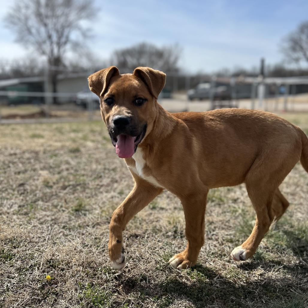Enlarge Harrison, a Adoptable Mixed Breed in Pauls Valley, OK image 3/4
