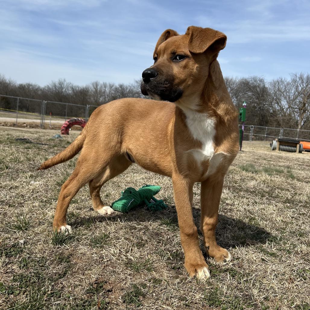 Enlarge Harrison, a Adoptable Mixed Breed in Pauls Valley, OK image 4/4