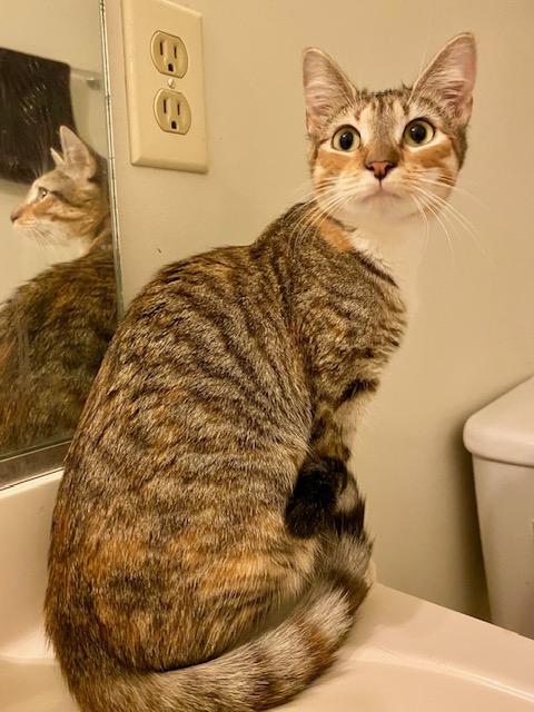 Tigger, a ADOPTABLE mixed breed in Ashland, VA image 1/3