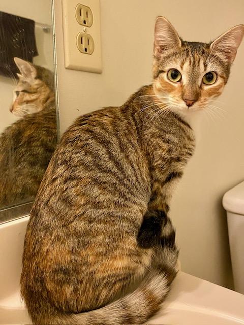 Tigger, a ADOPTABLE mixed breed in Ashland, VA image 2/3