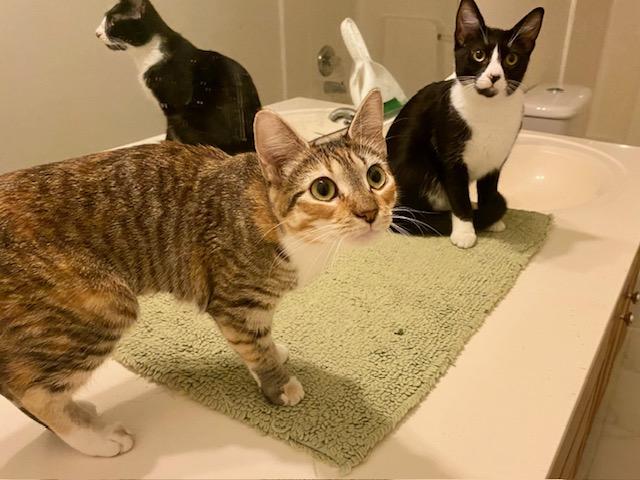 Tigger, a ADOPTABLE mixed breed in Ashland, VA image 3/3