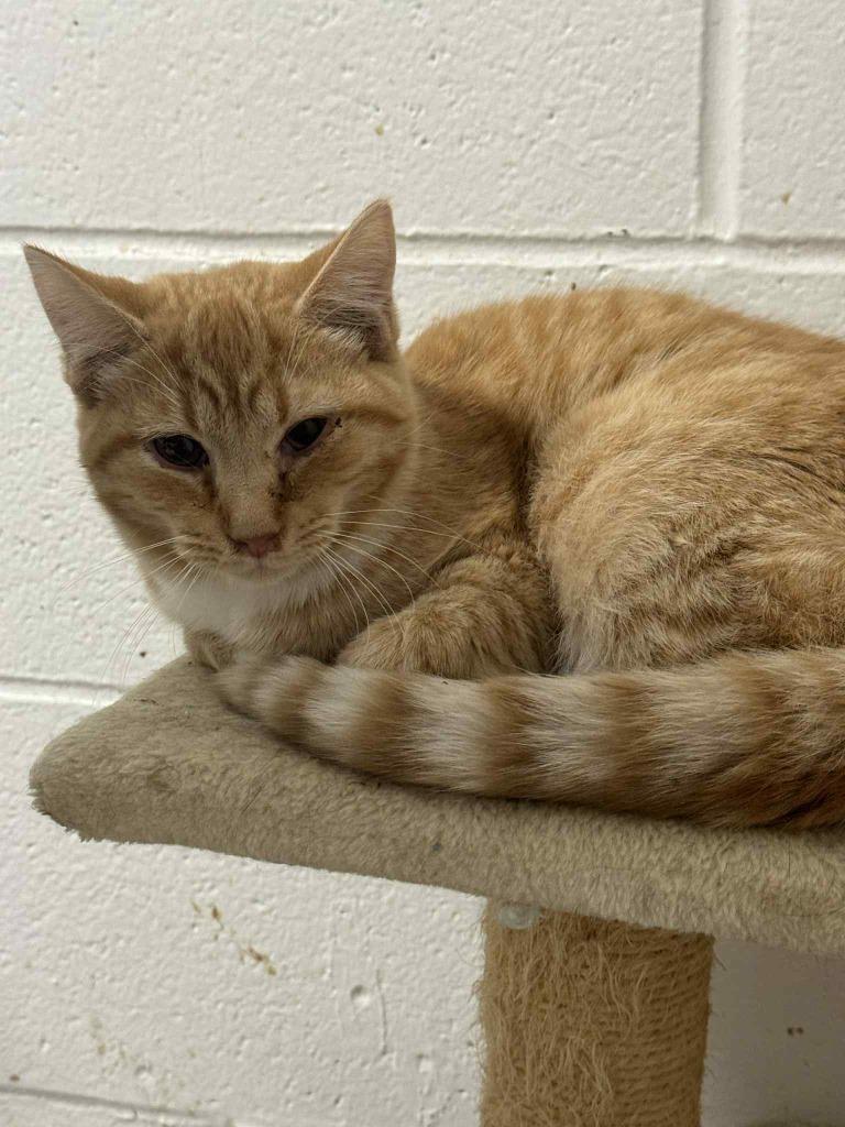 Enlarge Monday, a Adoptable mixed breed in Marion, OH image 1/3