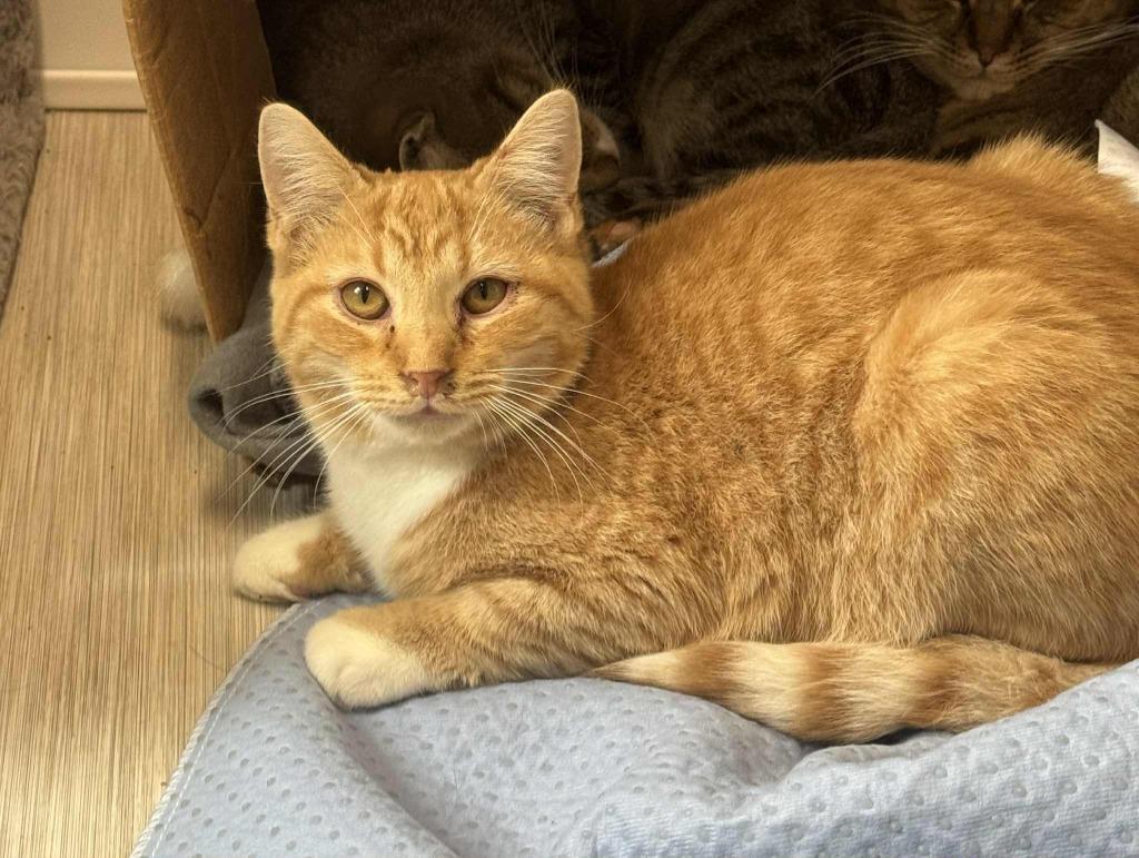 Enlarge Monday, a Adoptable mixed breed in Marion, OH image 3/3