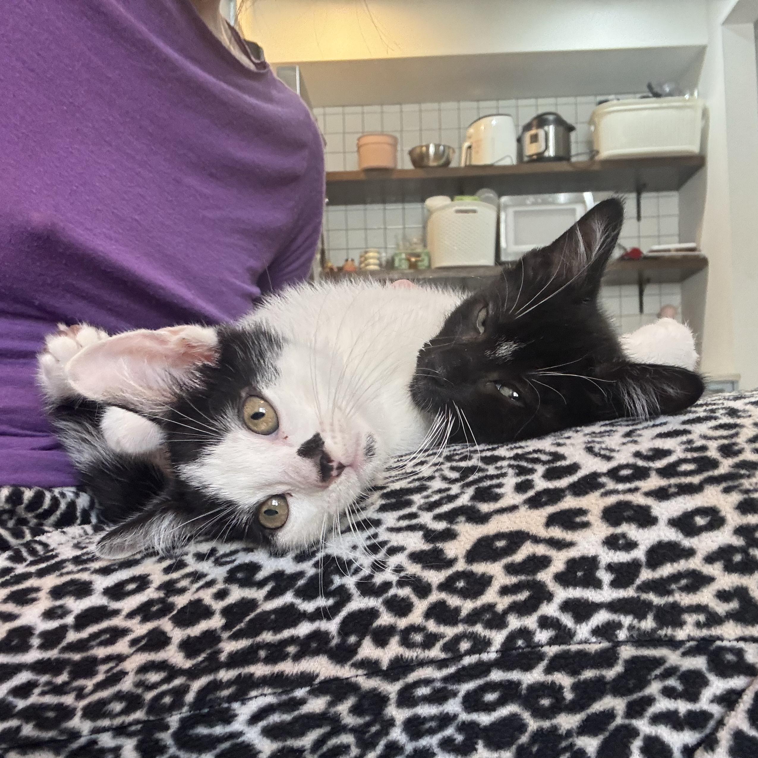 Mozzarella + Pecorino, a Adoptable Domestic Short Hair in Brooklyn, NY image 2/6