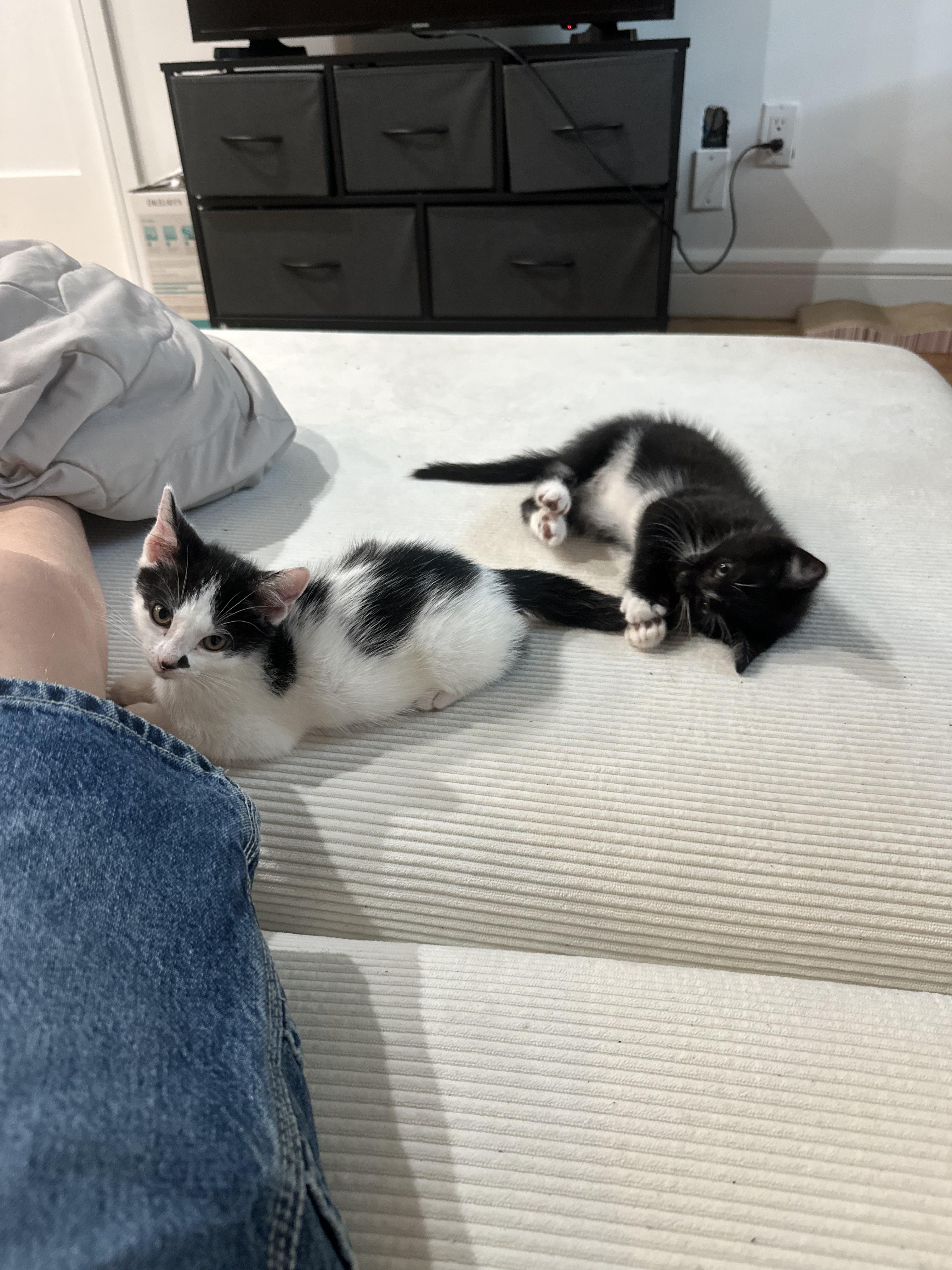 Mozzarella + Pecorino, a Adoptable Domestic Short Hair in Brooklyn, NY image 5/6