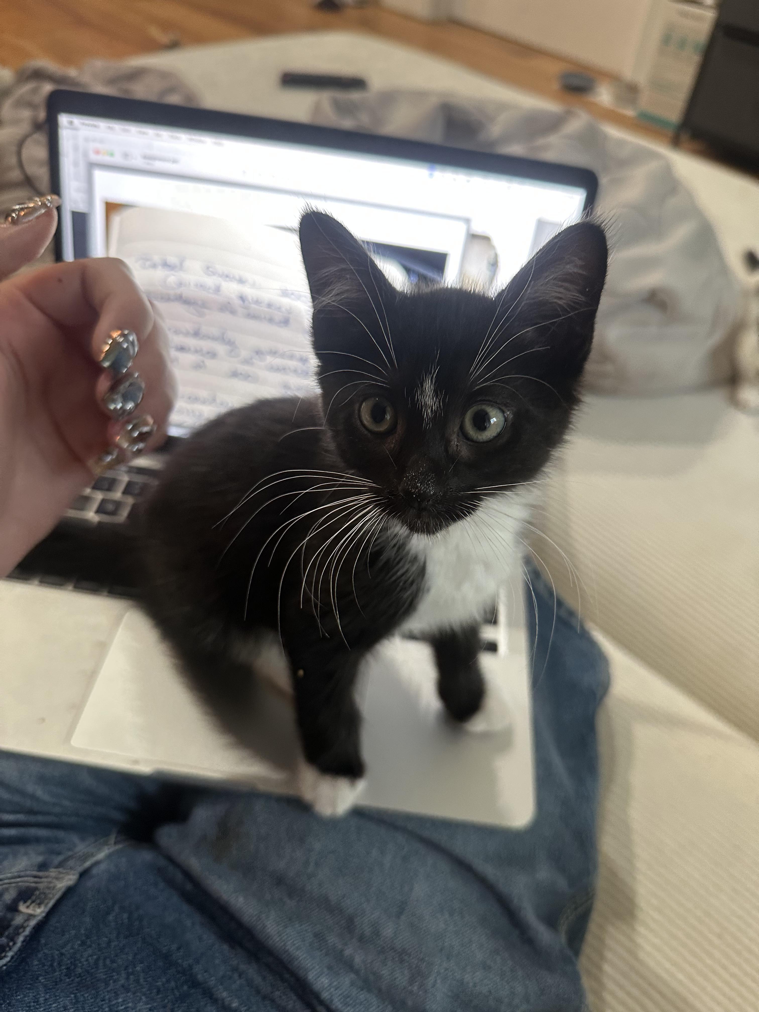 Mozzarella + Pecorino, a Adoptable Domestic Short Hair in Brooklyn, NY image 6/6