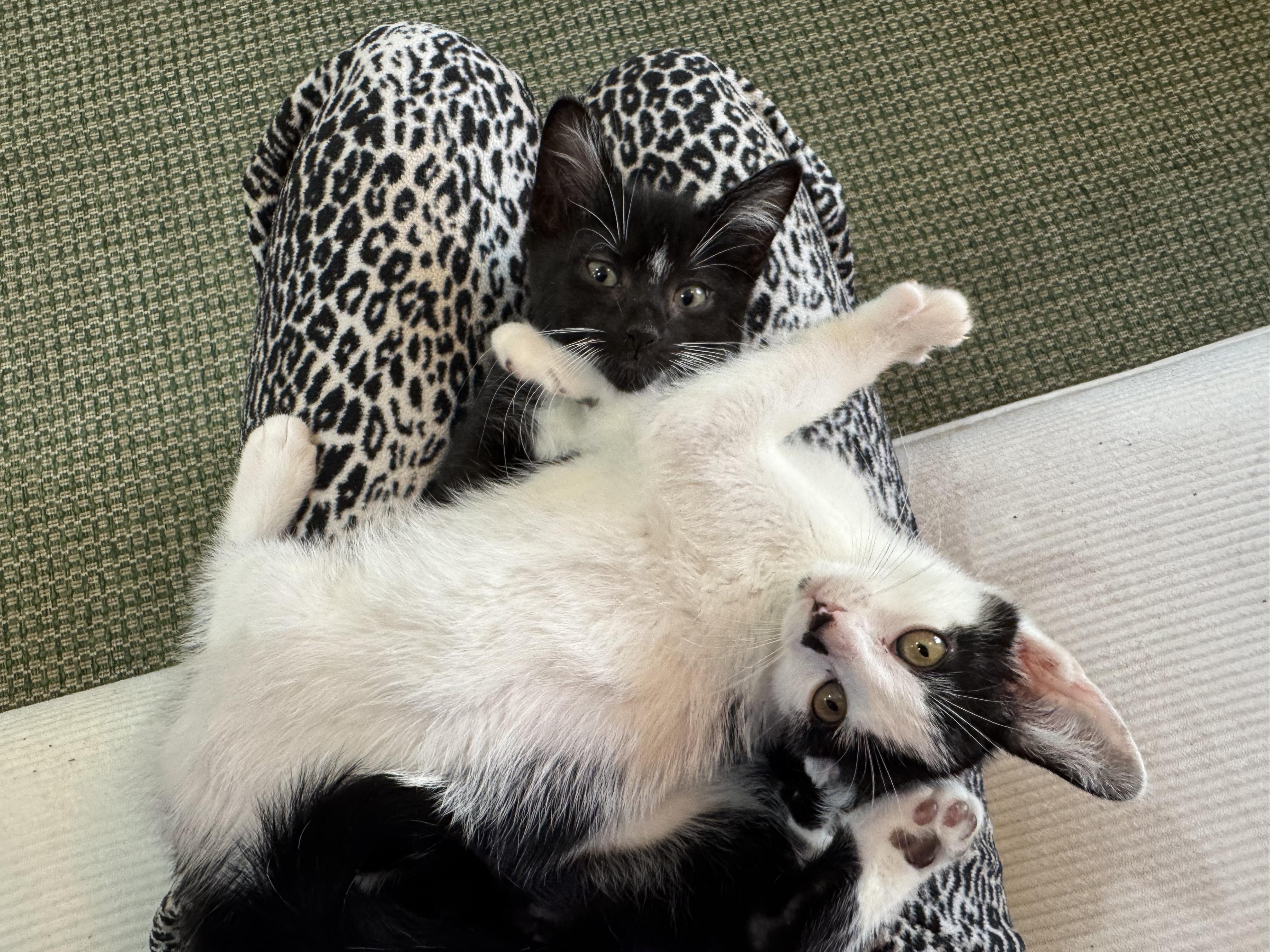 Mozzarella + Pecorino, a Adoptable Domestic Short Hair in Brooklyn, NY image 3/6